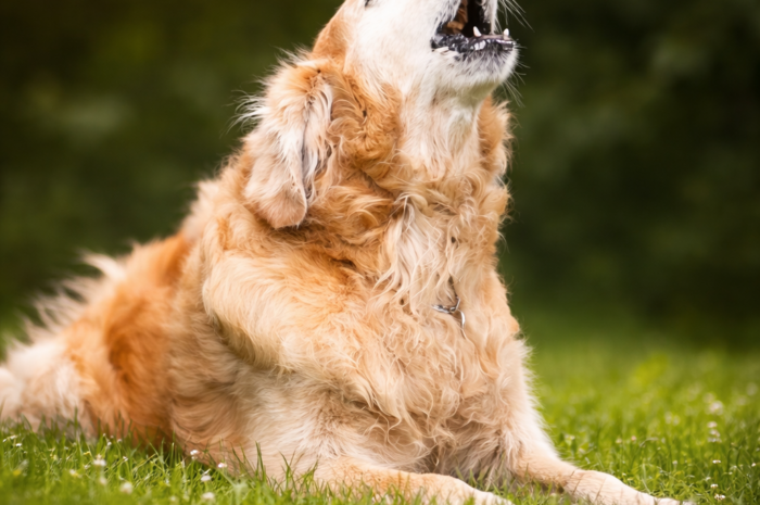 ¿Por qué los perros aúllan por las noches? Causas y qué significa