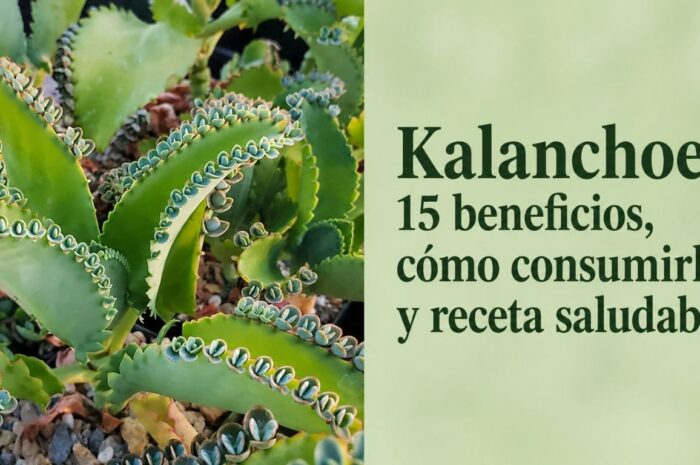 Kalanchoe: 15 beneficios, cómo consumirla y receta saludable