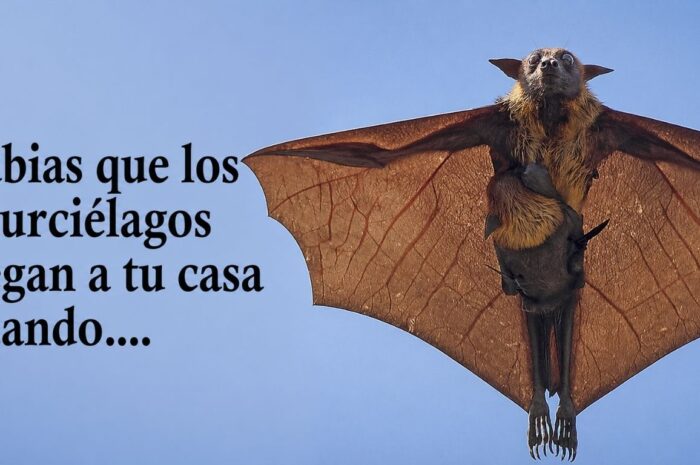 Murciélagos en casa: Qué significa y explicación científica