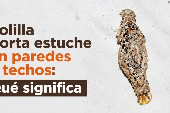 Polilla porta estuche en paredes y techos: Qué significa