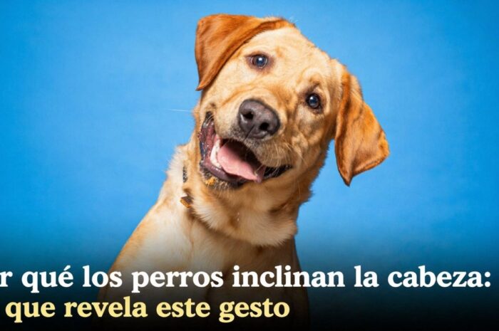 Por qué los perros inclinan la cabeza: Lo que revela este gesto