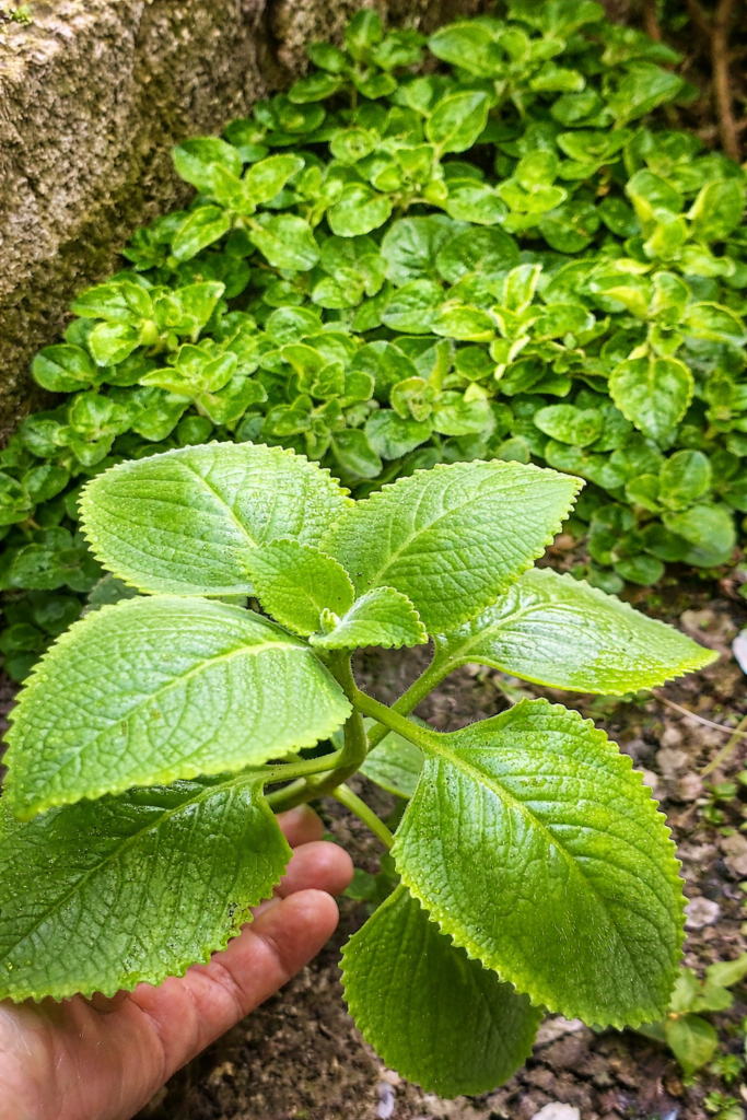 Té de orégano por 10 días: beneficios reales y cómo tomarlo