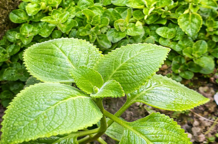 Té de orégano por 10 días: beneficios reales y cómo tomarlo