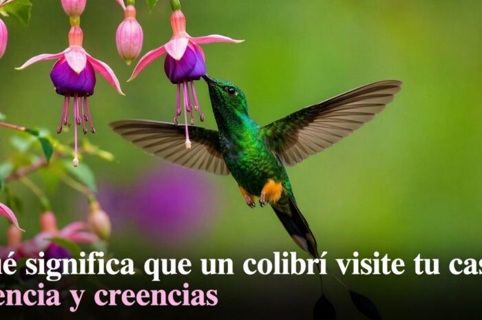 Qué significa que un colibrí visite tu casa: Ciencia y creencias