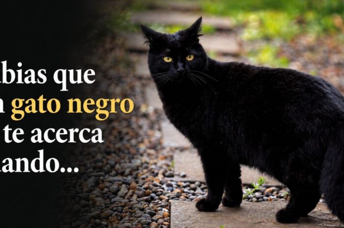 Qué significa que un gato negro se te acerque hoy