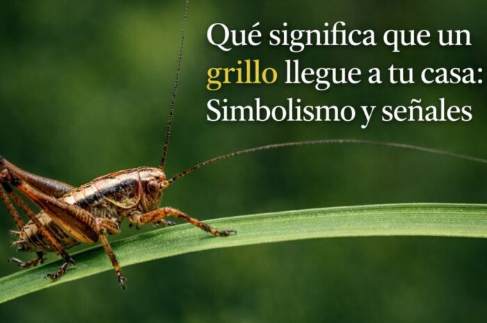 Qué significa que un grillo llegue a tu casa: Simbolismo y señales
