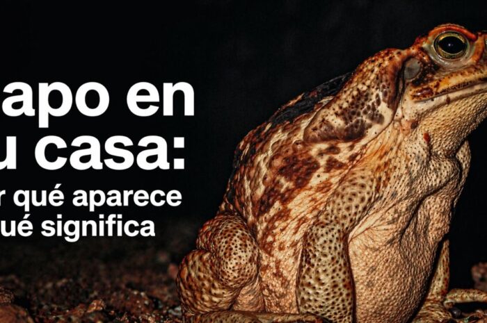 Sapo en tu casa: Por qué aparece y qué significa