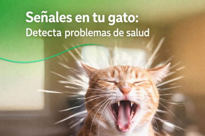 Señales en tu gato: Detecta problemas de salud