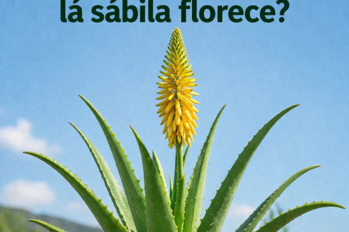 Por qué florece la sábila y qué significa