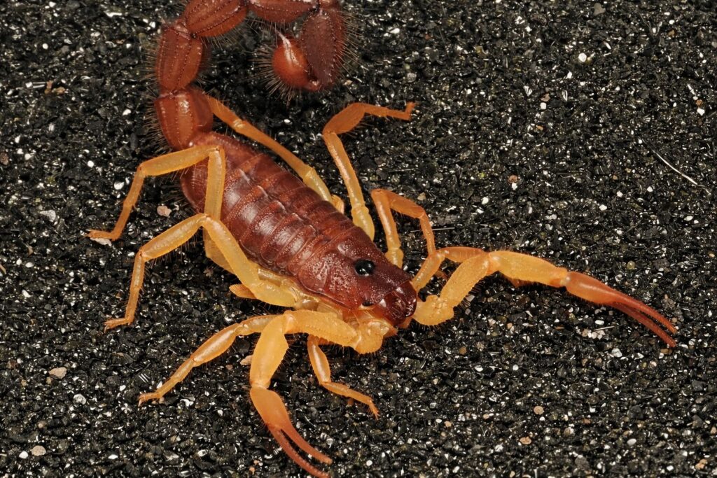 Alacranes dentro del hogar: señales ocultas y qué hacer
