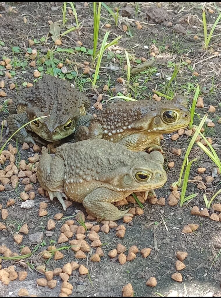 Sapo en tu casa