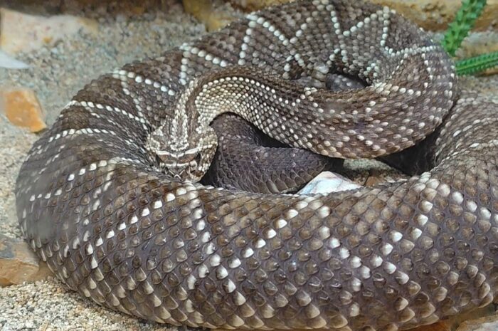 Serpiente en tu casa: Por qué aparece según la ciencia