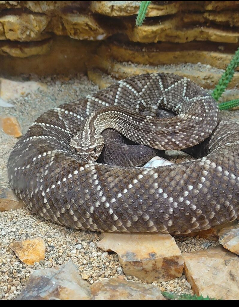 serpiente en tu casa