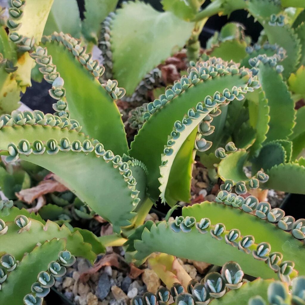 Kalanchoe