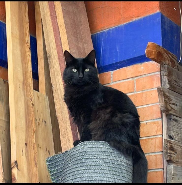 Gato negro