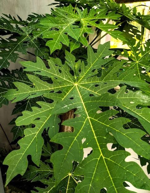 Hojas de papaya