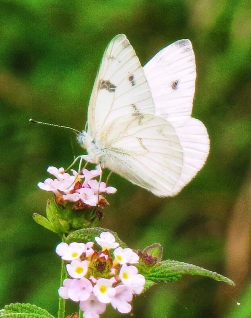 ¿Qué significa una mariposa blanca? Simbolismo y creencias