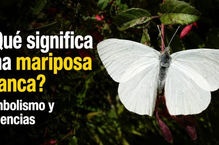 ¿Qué significa una mariposa blanca? Simbolismo y creencias